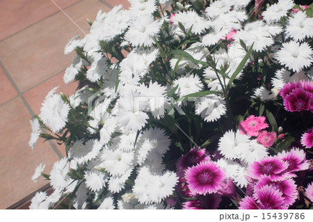 なでしこ 15439786