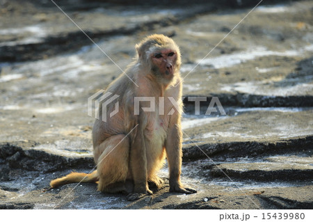 アカゲザル 15439980