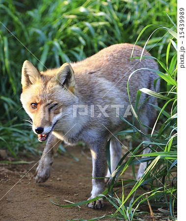 ホンドキツネ ホンドキツネ 15439989