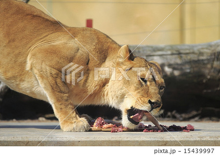 ライオン 15439997