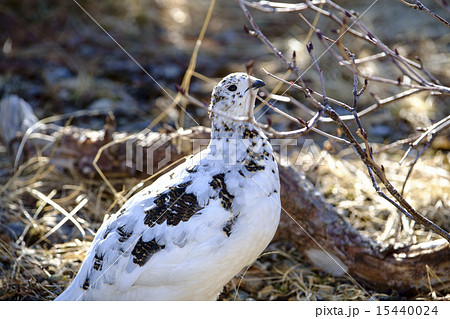 ライチョウ、雌 15440024