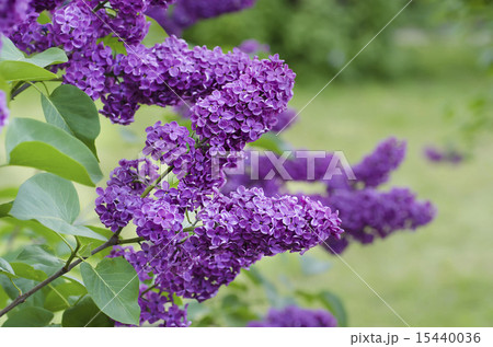 Spring lilac flowers 15440036