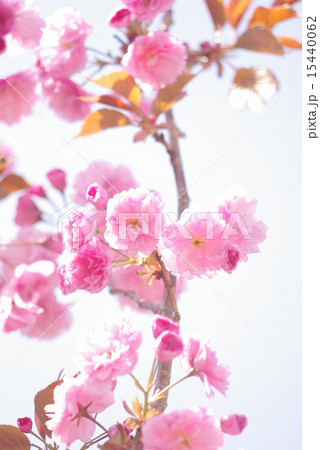 北海道の八重桜 北海道の八重桜 15440062