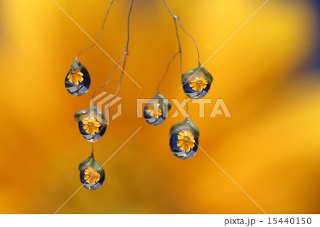 水滴の花 15440150