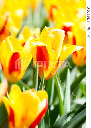 Tulips flower Garden 15440204
