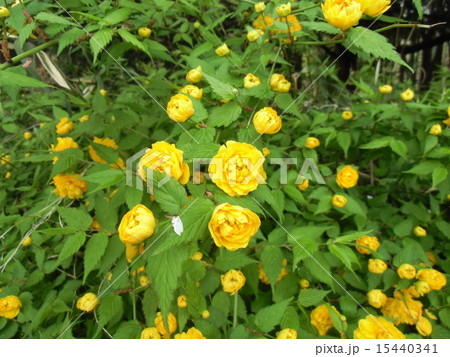 昭和の森の黄色い花の植え込みはヤエザキヤマブキの写真素材