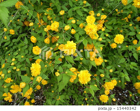 昭和の森の黄色い花の植え込みはヤエザキヤマブキの写真素材