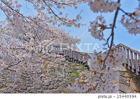 満開の桜と天守跡展望台 15440394