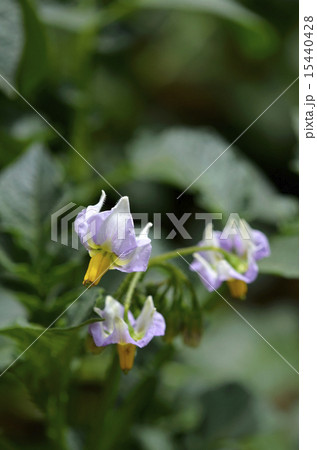 ホッカイコガネ（じゃがいも）の花 15440428