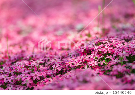芝桜 15440546