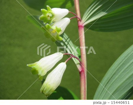 鳴子ゆりー２ 15440651