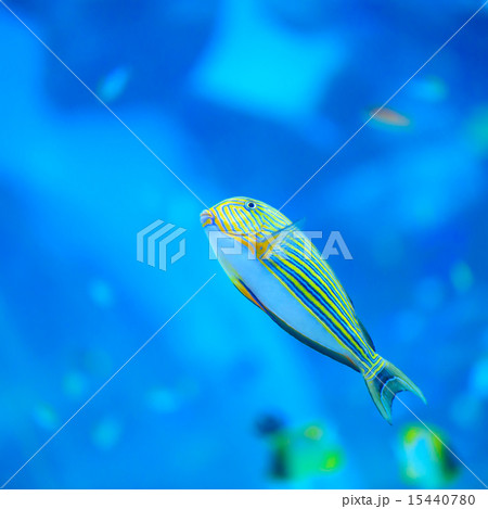 熱帯魚 熱帯魚 15440780
