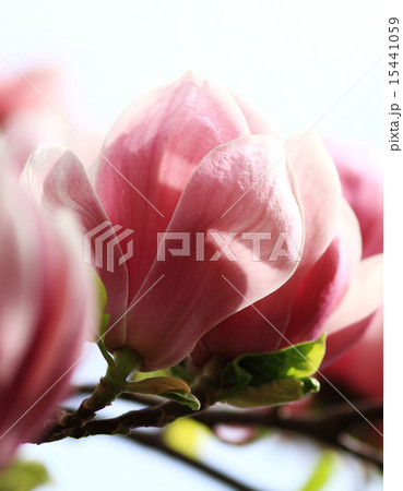 Magnolia tree Magnolia tree 15441059