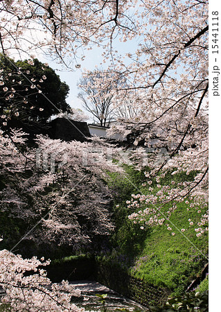 桜　千鳥ヶ淵　③ 15441118