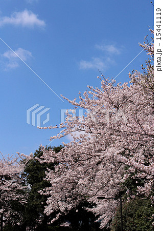 桜 千鳥ヶ淵 ④ 桜 千鳥ヶ淵 ④ 15441119