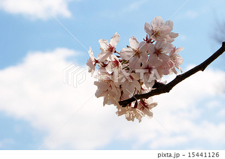 桜 千鳥ヶ淵 ⑪ 桜 千鳥ヶ淵 ⑪ 15441126