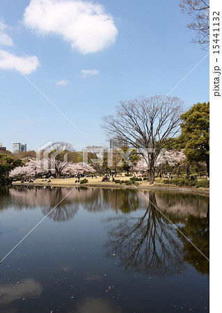 桜 千鳥ヶ淵 北の丸公園 ① 桜 千鳥ヶ淵 北の丸公園 ① 15441132