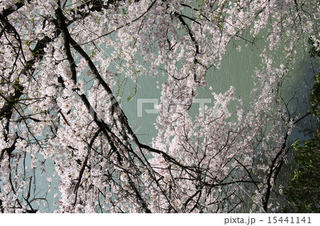桜 千鳥ヶ淵 24 桜 千鳥ヶ淵 24 15441141