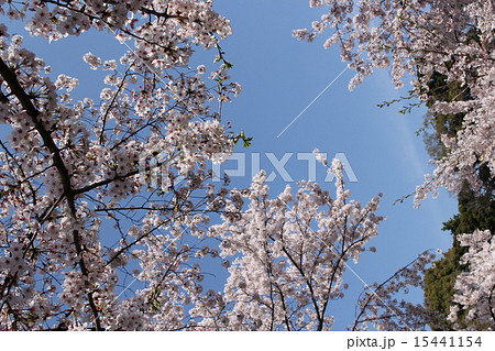 桜 千鳥ヶ淵 37 桜 千鳥ヶ淵 37 15441154