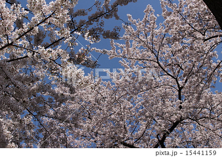 桜 千鳥ヶ淵 42 桜 千鳥ヶ淵 42 15441159