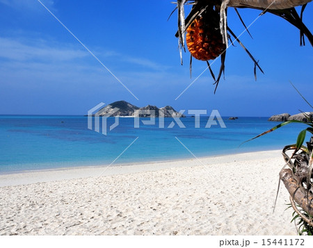 コバルトブルーの阿波連ビーチ 15441172