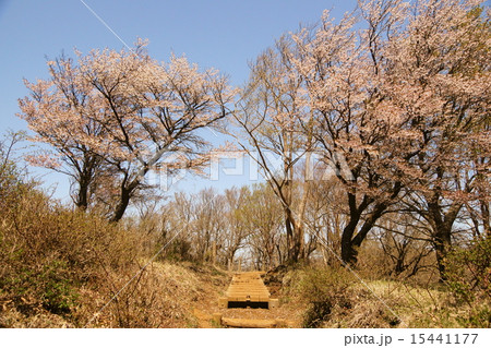 登山道と豆さくら 15441177