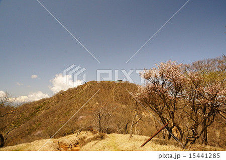 登山道と豆さくら 15441285