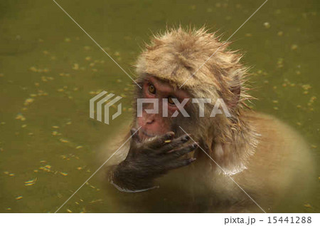 俺 猿 日本ザル お風呂で思案中 ネタ考えてますの写真素材