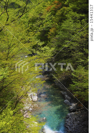 渓流と新緑 15441317