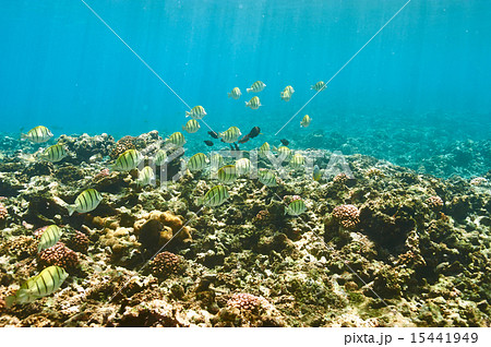 Coral reef and fish Coral reef and fish 15441949