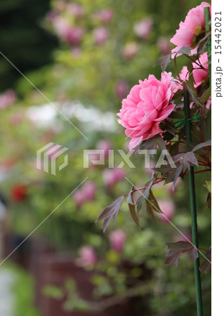 永澤寺（ようたくじ）の牡丹 15442021