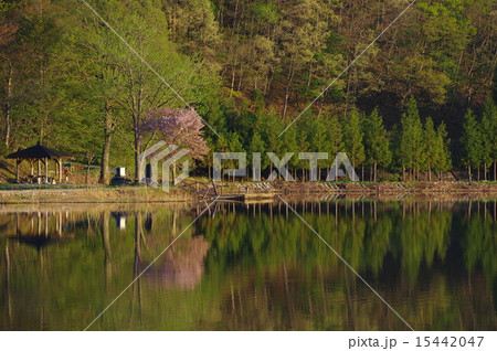 信州 春の中綱湖(仁科三湖) 信州 春の中綱湖(仁科三湖) 15442047