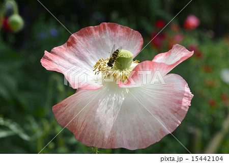 ポピー ポピー 15442104