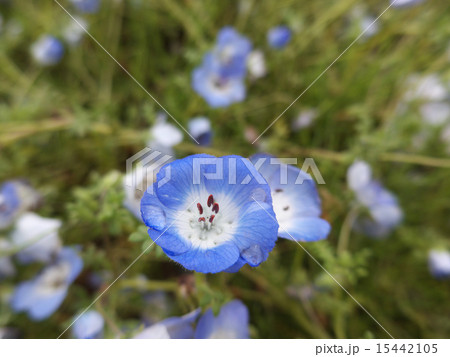 ネモフィラの花 ネモフィラの花 15442105