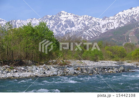 信州　白馬村　松川から望む五竜岳（春） 15442108