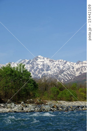信州　白馬村　松川から望む五竜岳（春） 15442109