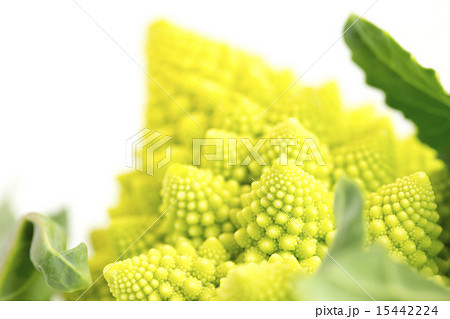 ロマネスコ 15442224