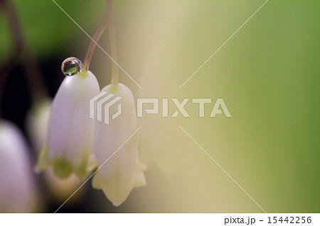 すずらんと水滴 すずらんと水滴 15442256