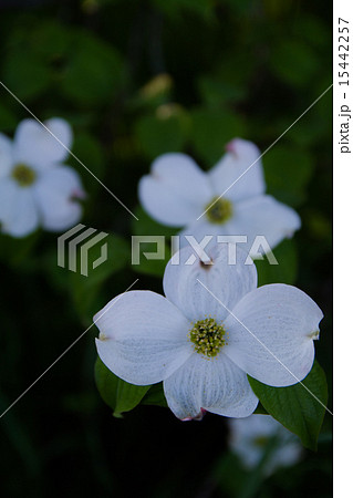 はなみずき はなみずき 15442257