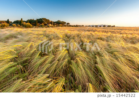 Young wheat growing in green farm field under blue sky Young wheat growing in green farm field under blue sky 15442522