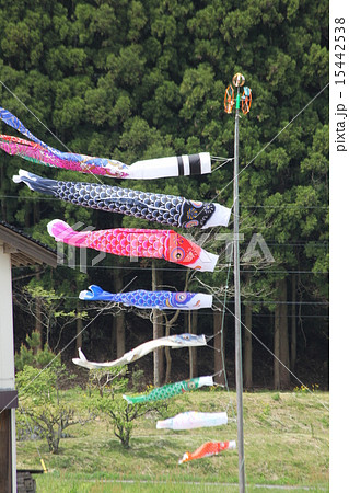 色とりどりのこいのぼり 色とりどりのこいのぼり 15442538