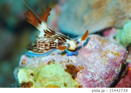ウミウシ ウミウシ 15442739
