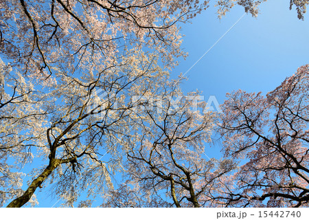 佐野藤右衛門邸　桜 15442740