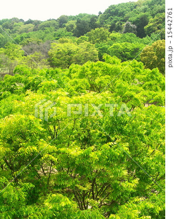 新緑の21世紀の森と広場風景 新緑の21世紀の森と広場風景 15442761