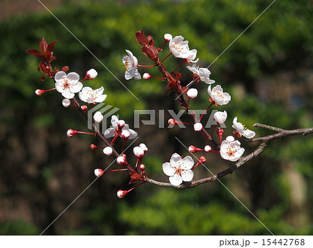 アカバザクラ 15442768