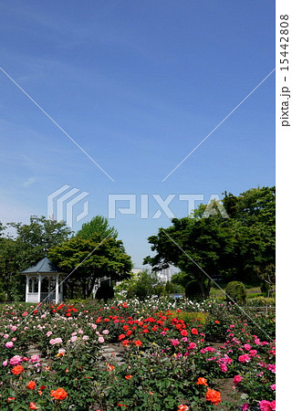 港の見える丘公園のローズガーデン 港の見える丘公園のローズガーデン 15442808