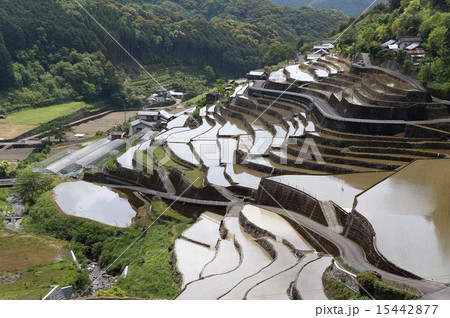 貝ノ川の棚田 貝ノ川の棚田 15442877