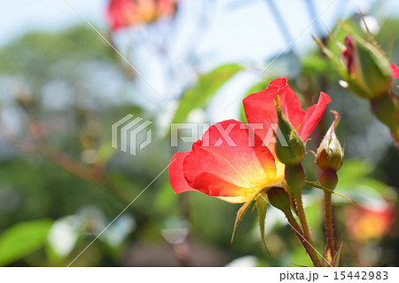 薔薇　カクテル 15442983