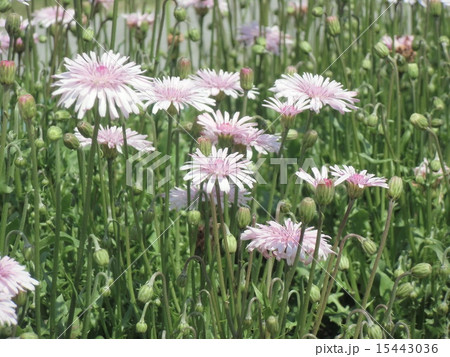 タンポポにしてはチョット瀬の高いモモイロタンポポの花 15443036