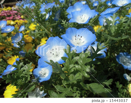 ネモフィラの青い花は赤ちゃんの笑顔のようです ネモフィラの青い花は赤ちゃんの笑顔のようです 15443037